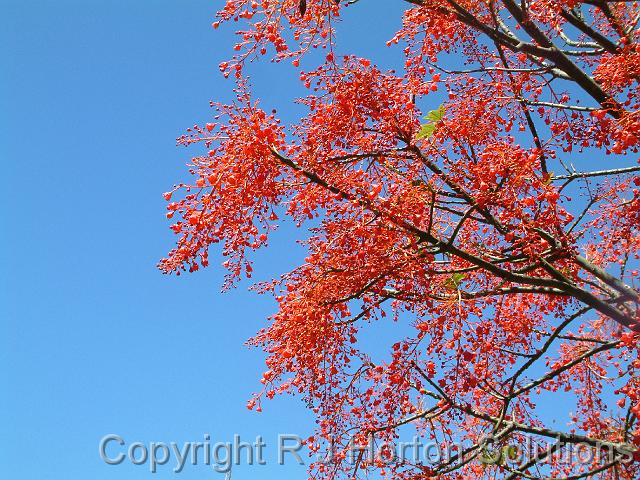 Illawarra Flame Tree